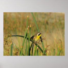 B9 Gulstrupig sångare Poster