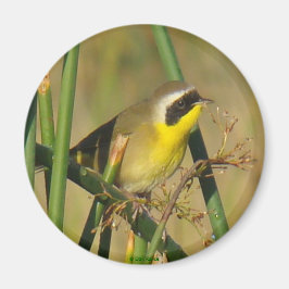 B9 Vanlig gulstrupe Magnet