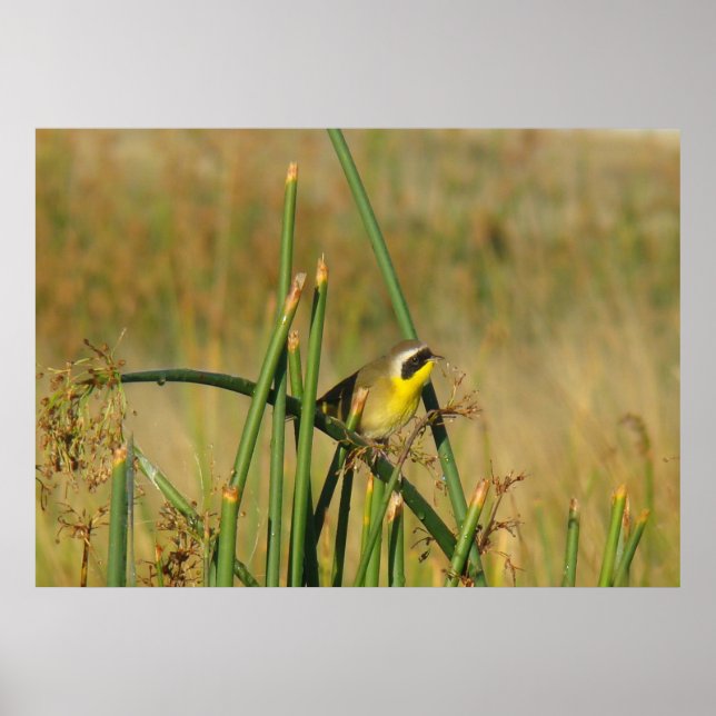 B9 Vanlig gulstrupe Poster (Framsidan)