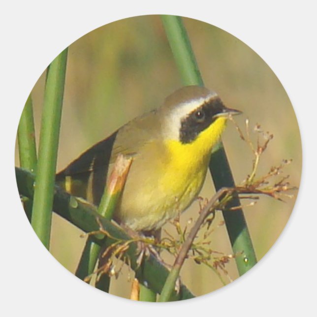 B9 Vanlig gulstrupe Runt Klistermärke (Framsida)