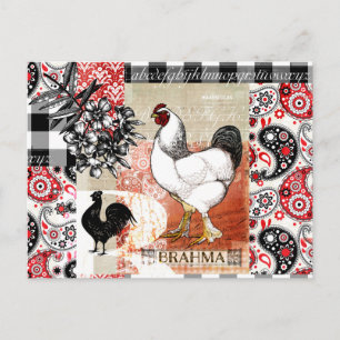 B är för Brahma Backyard Chicken Vykort