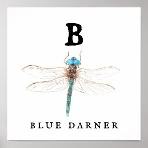 "B" Blue Darner Poster
