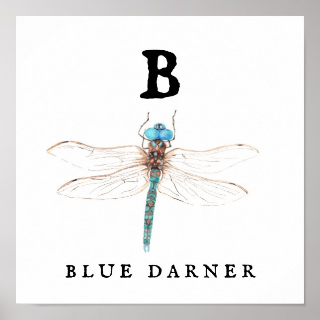 "B" Blue Darner Poster (Framsidan)