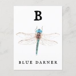 "B" Blue Darner Vykort