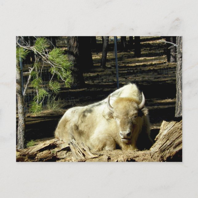 B E A R I Z O N A White Bison Vykort (Framsida)