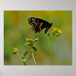 B-Fly och Ladybugs Poster