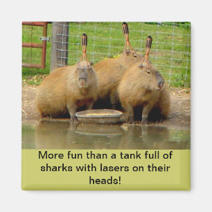B - Humoristisk Capybaramagnet Magnet