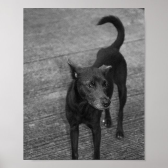 B&W - Aspin Poster (Framsidan)