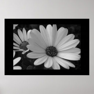 B&W-blommor Poster