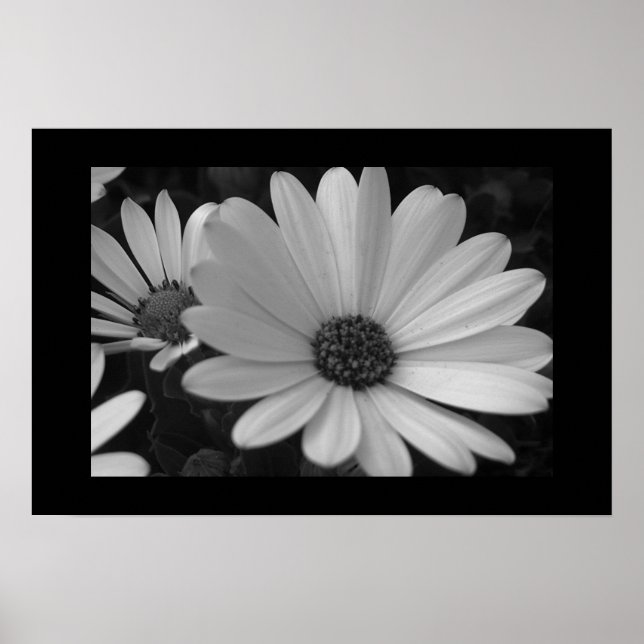 B&W-blommor Poster (Framsidan)