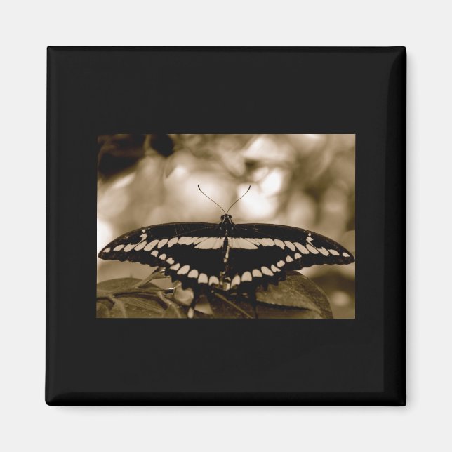 B/W Butterfly Magnet (Framsidan)