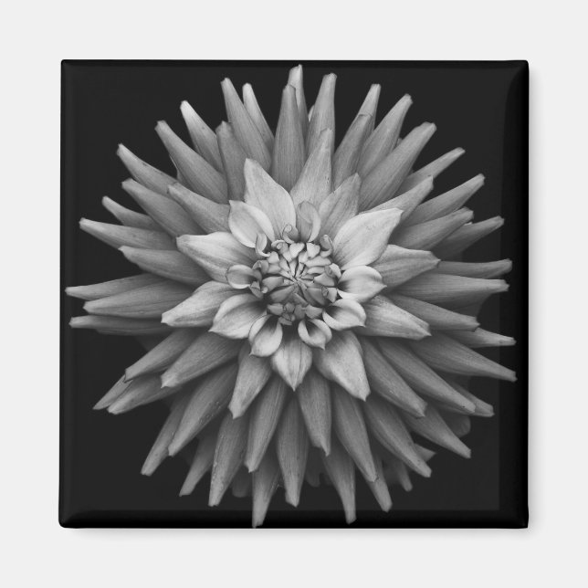 B & W Dahlia Magnet (Framsidan)
