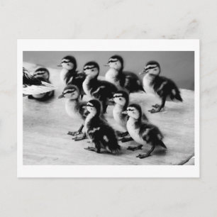 B&W Ducklings-vykort Vykort