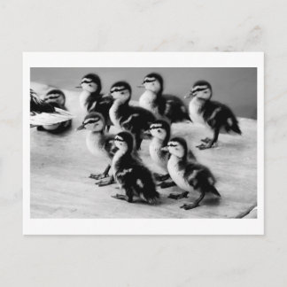 B&W Ducklings-vykort Vykort