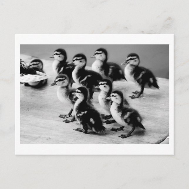 B&W Ducklings-vykort Vykort (Framsida)