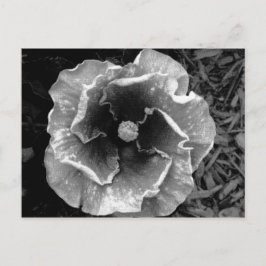 B/W FLOMMPOSTKort Vykort