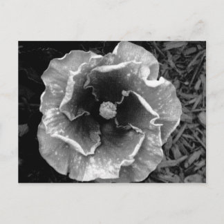 B/W FLOMMPOSTKort Vykort