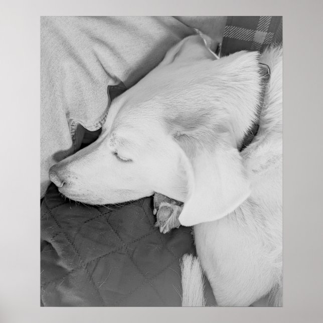 B & W Foto av vackra vita Hund Poster (Framsidan)