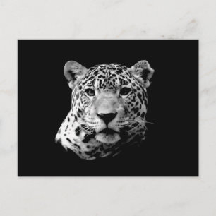 B&W Jaguar Vykort
