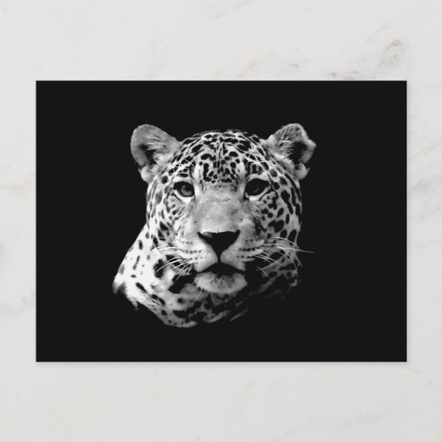 B&W Jaguar Vykort (Framsida)