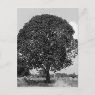 B&W Mango Träd Vykort
