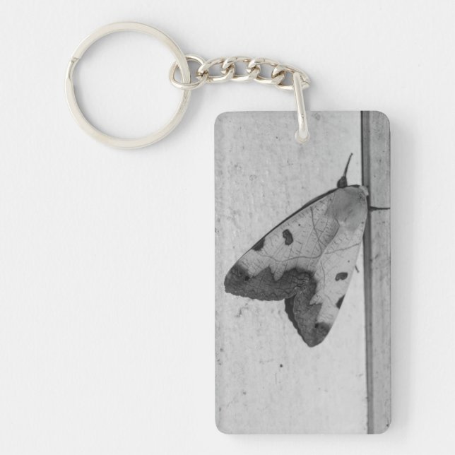 B&W - Ophiusa tirhaca, grönten drab (Framsidan)