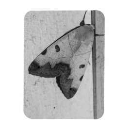 B&W - Ophiusa tirhaca, grönten drab Magnet