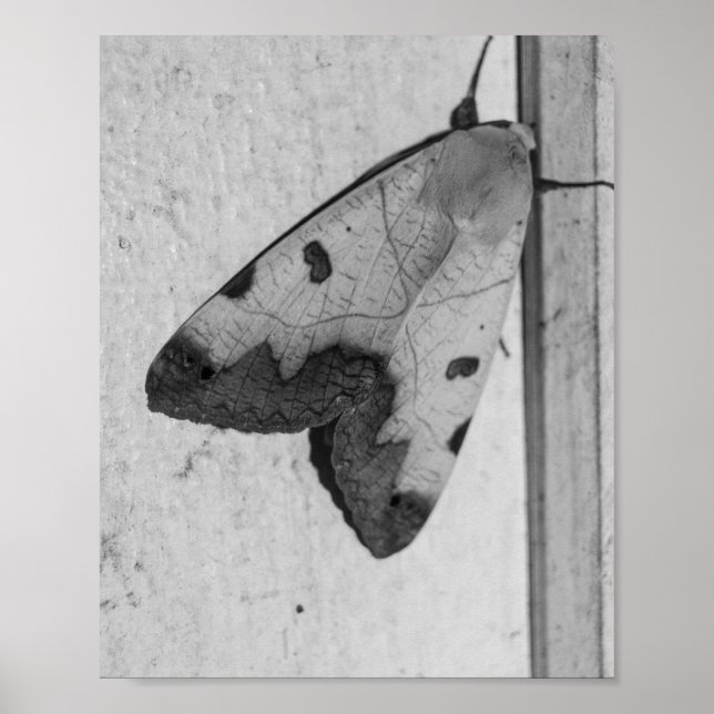 B&W - Ophiusa tirhaca, grönten drab Poster (Framsidan)