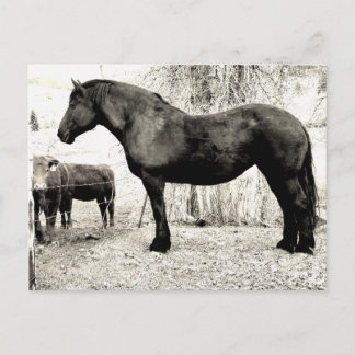 B&W Percheron Mare Vykort