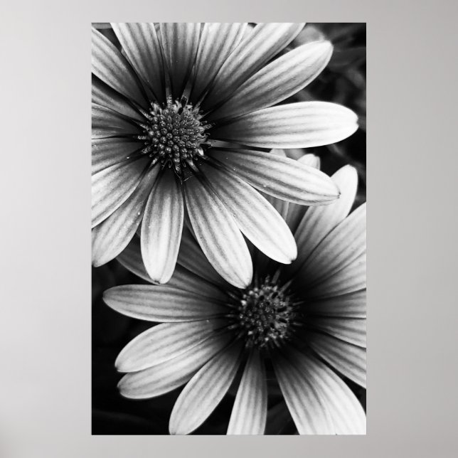 B&W Petals #6 Poster (Framsidan)