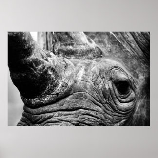 B&W Rhino Poster