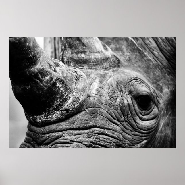 B&W Rhino Poster (Framsidan)