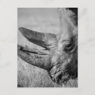 B&W Rhinoceros Vykort