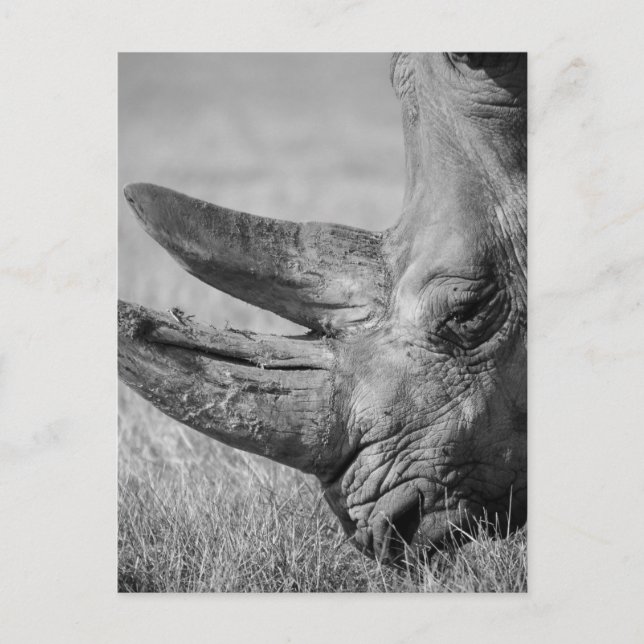 B&W Rhinoceros Vykort (Framsida)