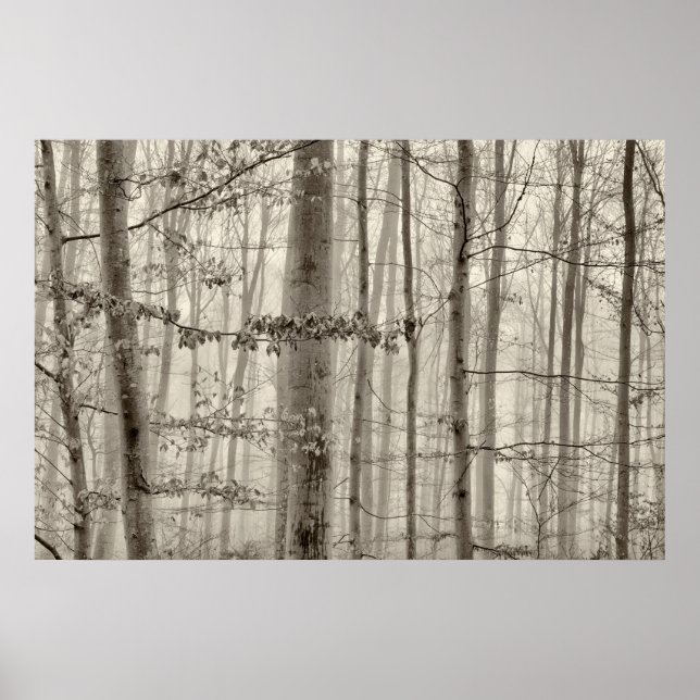 B&W Skog med dimma bakom träd Poster (Framsidan)