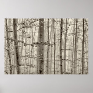 B&W-skog med morgondimma bak träden Poster