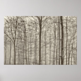 B&W-skog med morgondimma bak träden Poster