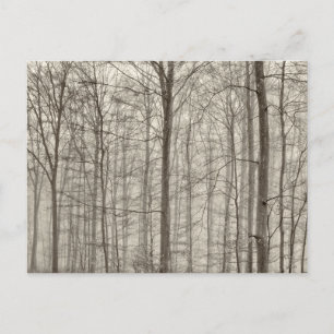 B&W-skog med morgondimma bak träden Vykort