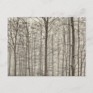 B&W-skog med morgondimma bak träden Vykort