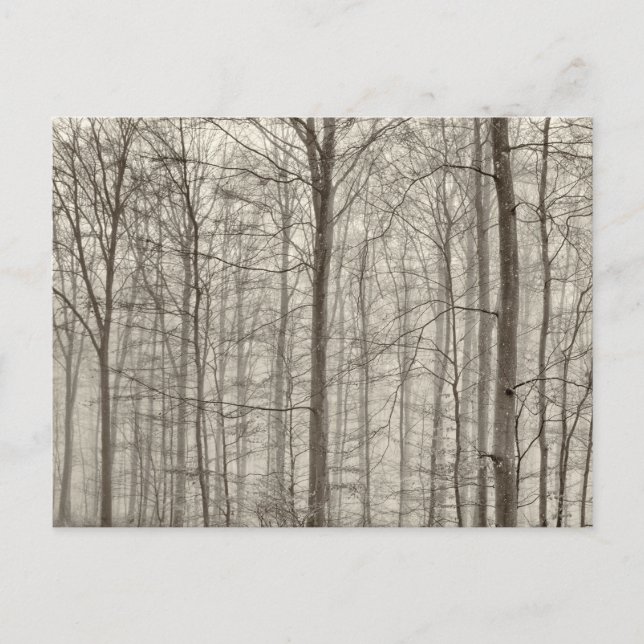 B&W-skog med morgondimma bak träden Vykort (Framsida)
