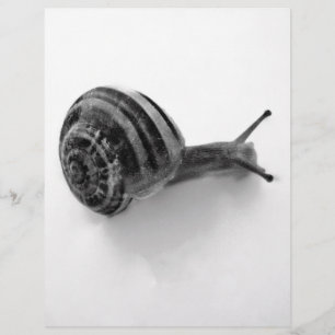 B&W snigel