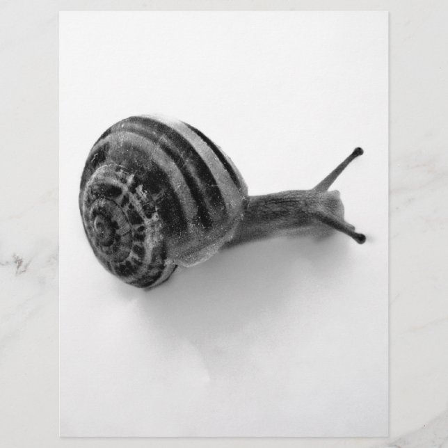 B&W snigel (Framsida)