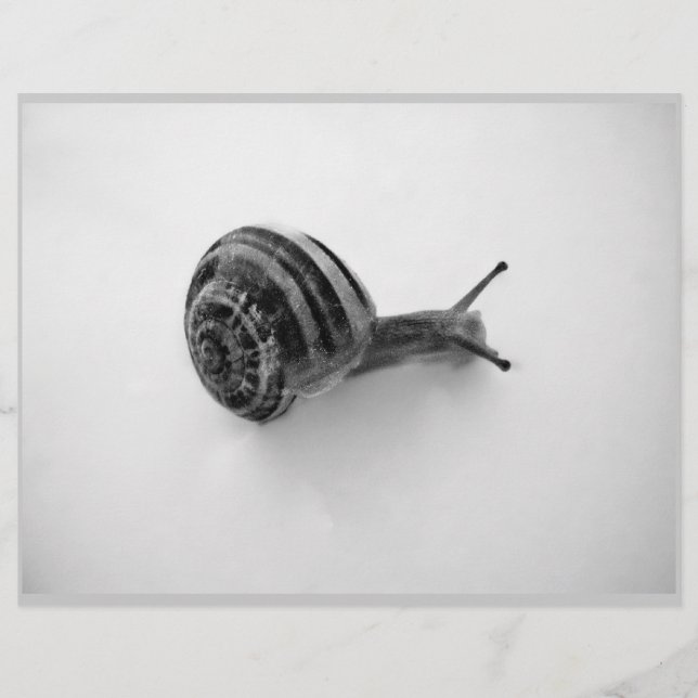 B&W snigel (Framsida)