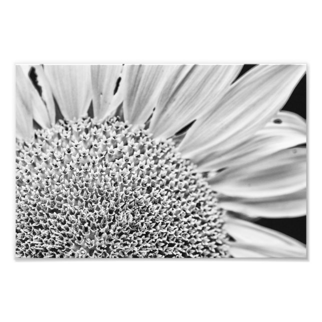 B&W Solros Fototryck (Framsidan)
