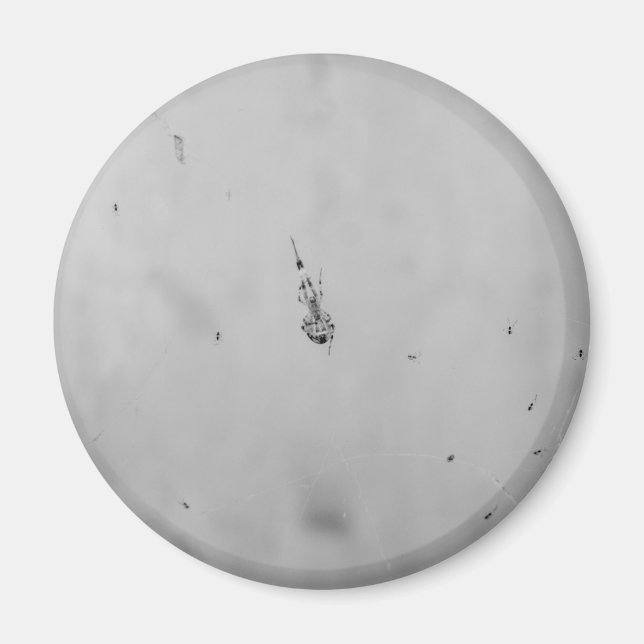 B&W - Spindel och dess ungar Magnet (Framsidan)