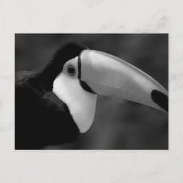 B&W Tucano-fågel Vykort