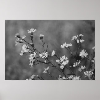 B&W Vita blommor Poster
