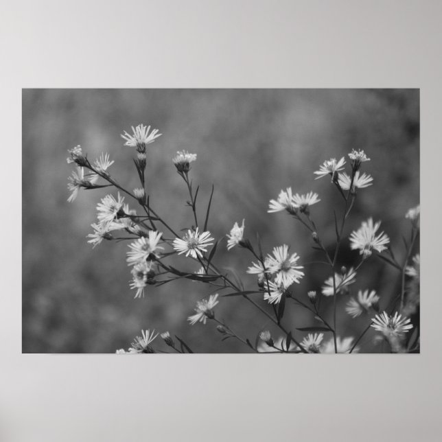B&W Vita blommor Poster (Framsidan)