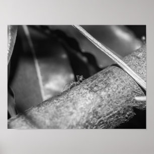 B&W - Weaver Ant på ett trä Poster