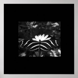B&W Zebra Butterfly på svart Poster